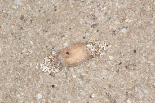 Hofmannophila pseudospretella